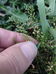 Lepidium ruderale, photograph (c) Bartosz Czołczyński, some rights reserved (CC BY)