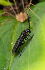 Phymatocera aterrima