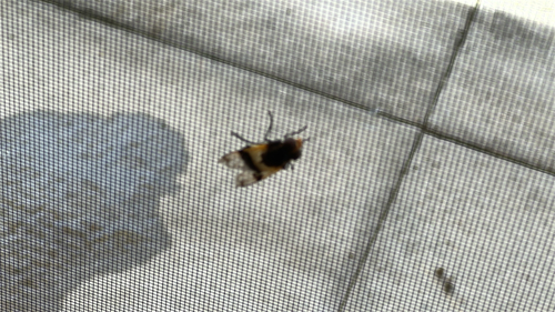 Gemeine Waldschwebfliege