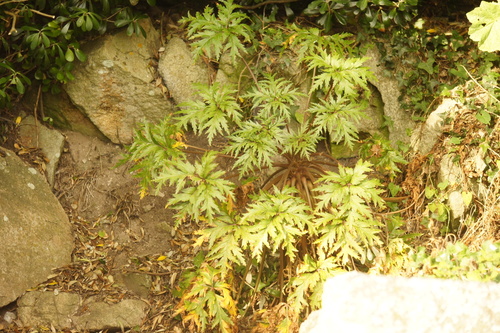Geranium maderense