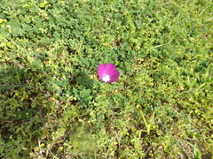 Callirhoe involucrata