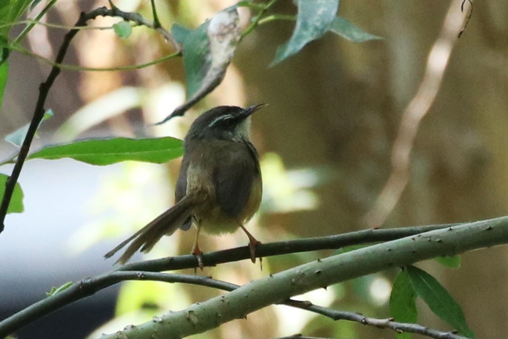 Hill Prinia