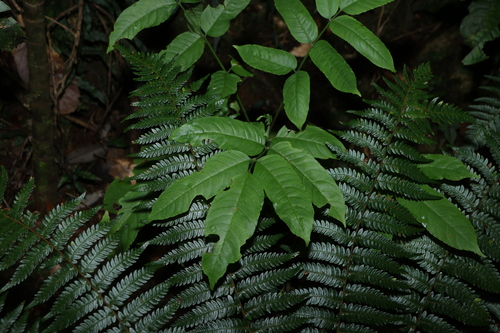 Polyscias murrayi, photograph 6