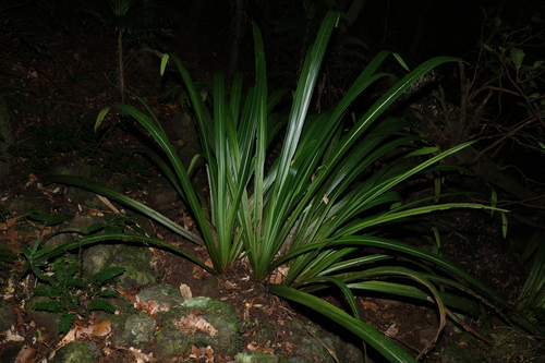 Helmholtzia glaberrima, photograph 1