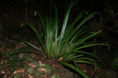 Helmholtzia glaberrima, photograph (c) Greg Tasney, some rights reserved (CC BY-SA)