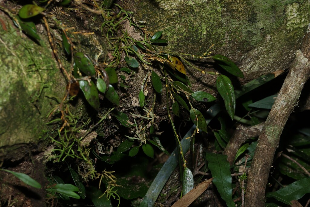 Dendrobium pugioniforme; photograph (c) Greg Tasney, some rights reserved (CC BY-SA)