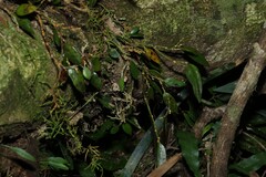 Dendrobium pugioniforme