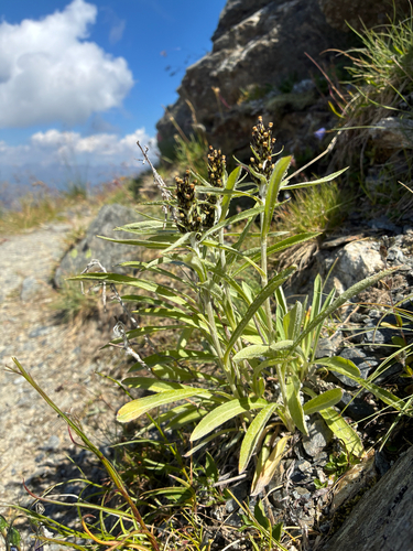 Omalotheca norvegica, photograph 2