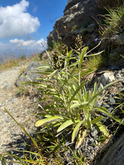 Omalotheca norvegica, photograph author not stated, no rights reserved