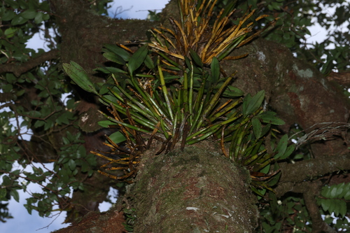 Dendrobium falcorostrum, photograph 4