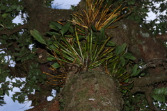 Dendrobium falcorostrum, photograph (c) Greg Tasney, some rights reserved (CC BY-SA)