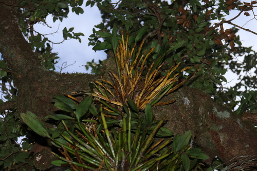 Dendrobium falcorostrum, photograph 3