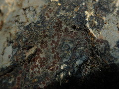 Fuscopannaria subimmixta