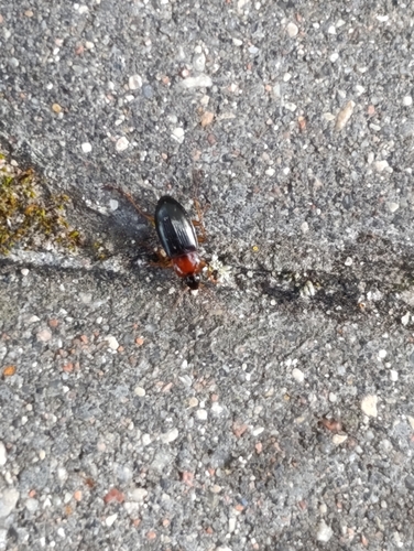Calathus melanocephalus