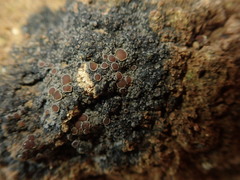Fuscopannaria subimmixta