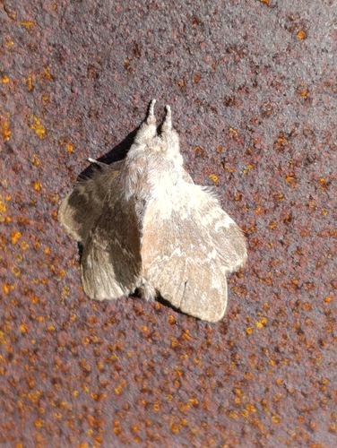 Lobster moth