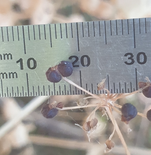 Smyrnium perfoliatum, photograph 3