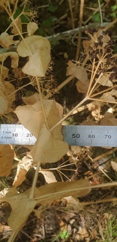 Smyrnium perfoliatum, photograph 5