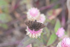 Pellicia