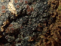 Fuscopannaria subimmixta