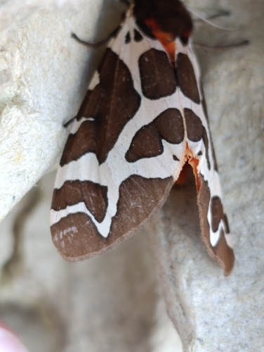 Garden Tiger