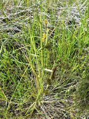 Carex serratodens