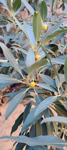 Desert Fig