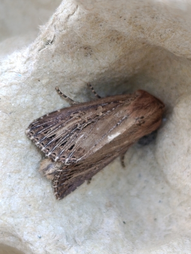 Bulrush Wainscot