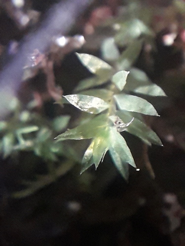 Pohlia cruda observed 2026-08-09