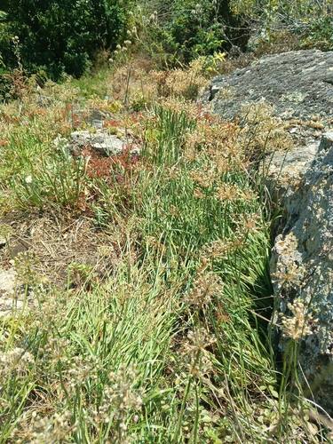 Allium denudatum, photograph 2
