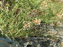 Allium denudatum, photograph (c) Maria Kohanovskaya, some rights reserved (CC BY)