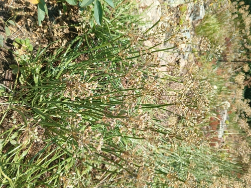 Allium denudatum, photograph 4