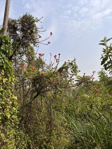 Erythrina abyssinica