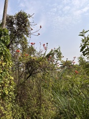Erythrina abyssinica