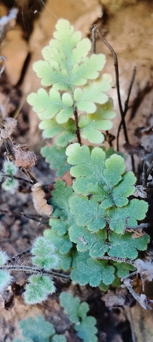 Woolly Cloak-fern