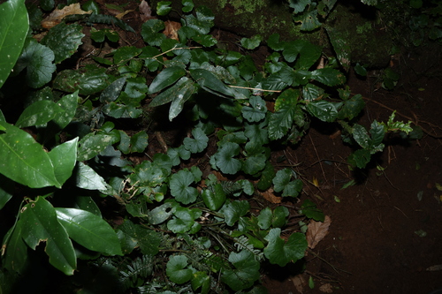 Hydrocotyle pedicellosa