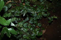 Hydrocotyle pedicellosa