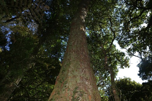 Nothofagus moorei, photograph 6