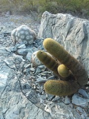 Mammillaria parkinsonii