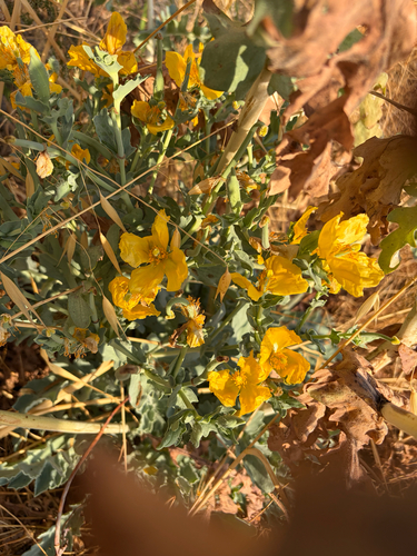 Yellow Horned Poppy