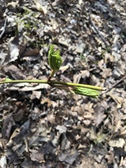 Acer pensylvanicum