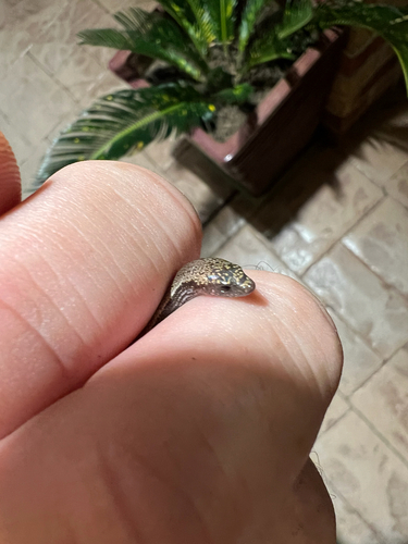 Yellow-bellied Three-toed Skink