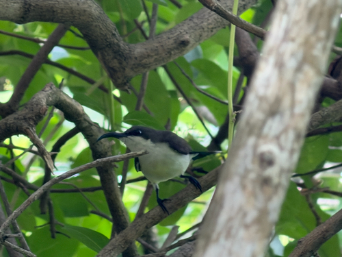 Loten's Sunbird