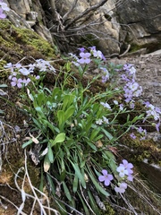 Phoenicaulis cheiranthoides