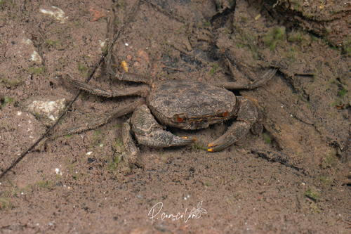 Indochinamon lanae