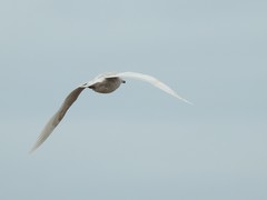 Larus glaucoides