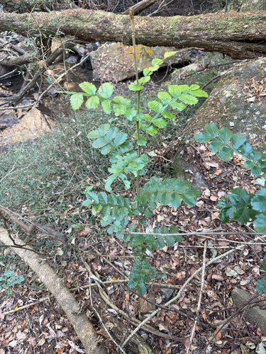 Hippobromus pauciflorus, photograph 5