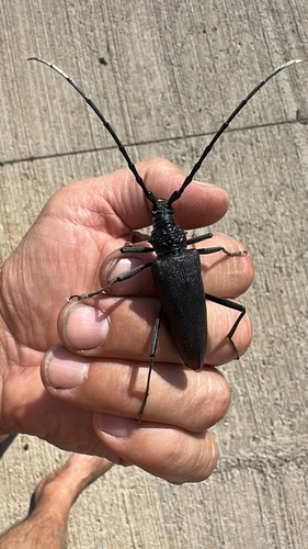 Great capricorn beetle