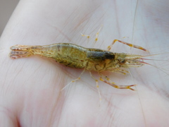 Macrobrachium nipponense