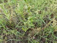 Triodanis